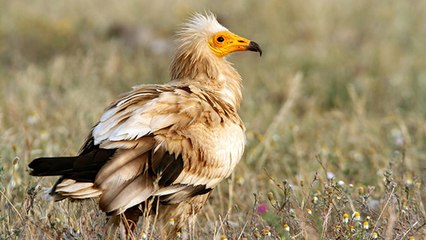Vaucluse : un jeune vautour d'une espèce en danger criblé de plombs de chasse