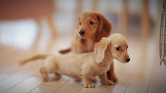 C'est officiel : plus de chatons et chiots à vendre en animalerie au Royaume-Uni !