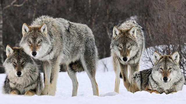 Une association porte plainte contre la France au sujet des tirs de loups