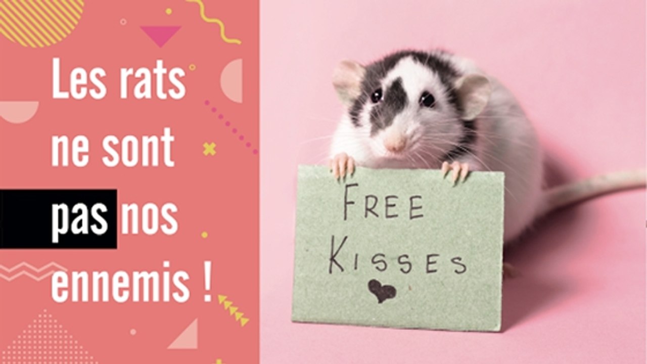Paris : les rats sont nos amis, il faut les aimer aussi !