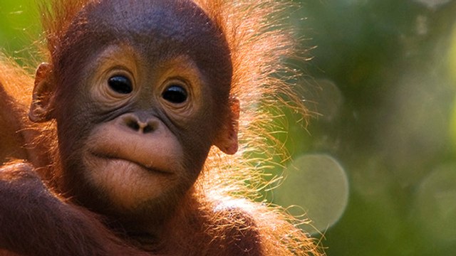 La Norvège devient le premier pays à interdire l'huile de palme dans le carburant