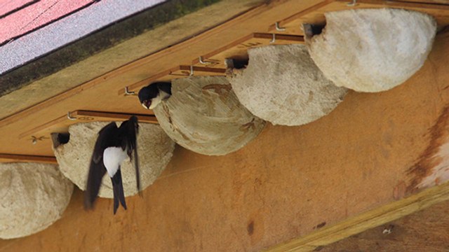 Trois bonnes raisons de poser un nichoir à hirondelles chez vous !