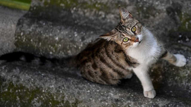 Ces pays qui limitent les chats errants pour préserver la biodiversité