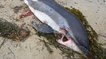 Plus de 600 dauphins morts sur les côtes françaises depuis janvier
