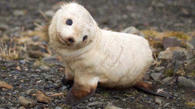 Baie de Somme : deux bébés phoques ont vu le jour !