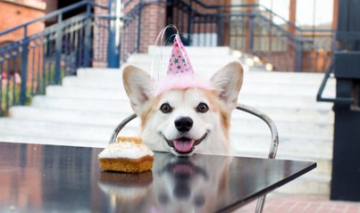 Avis aux amoureux des bêtes : un café à chiens va ouvrir à Paris !