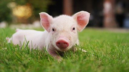 Le cochon, cet animal bien plus futé qu'on ne le croit !