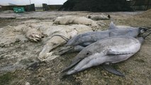 Manche : les pompiers sauvent quatre dauphins échoués sur une plage