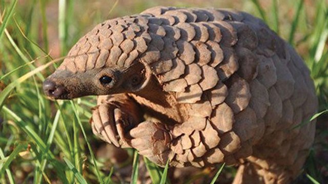 La Chine interdira-t-elle la vente d'écailles de pangolins ?
