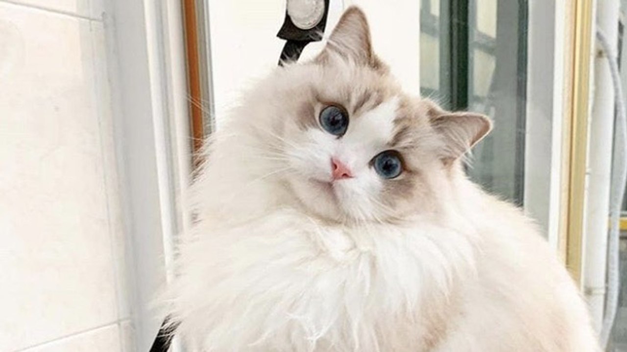 5 façons dont votre chat vous montre son amour