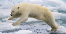 Des ours polaires affamés envahissent les rues en Russie