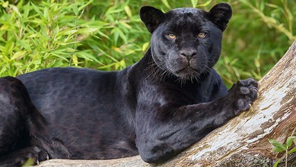 Thaïlande : un riche homme d'affaires abat une panthère noire strictement protégée !