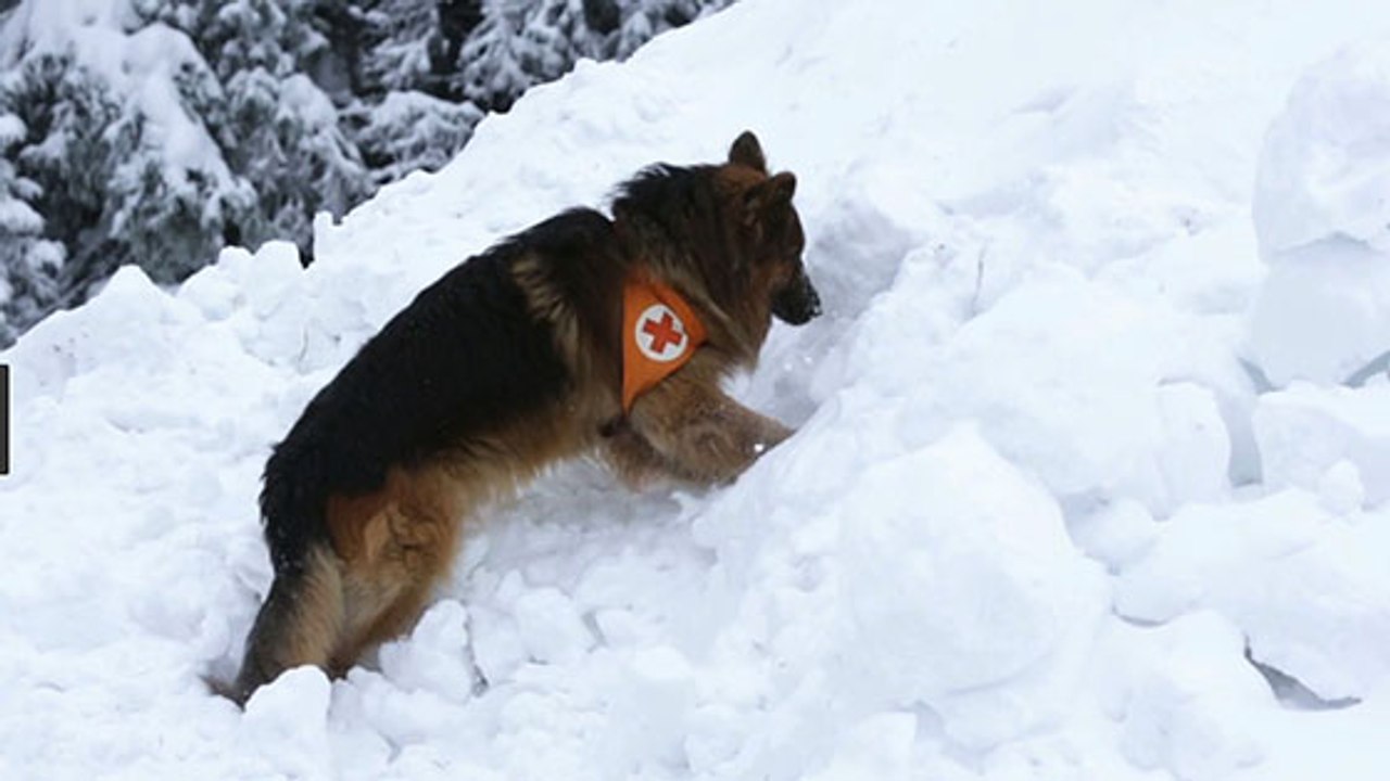 Ce chien-héros sauve une randonneuse perdue dans les Hautes-Pyrénées