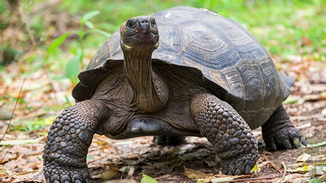 On la pensait disparue depuis un siècle... cette tortue réapparaît !