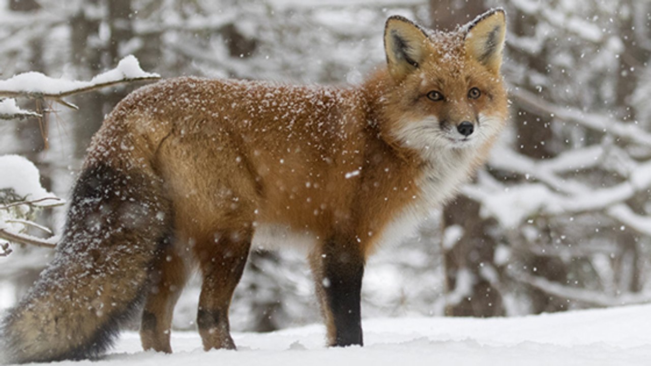 Ce maire dit " non " au piégeage des renards sur sa commune !
