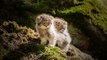 Ce très rare chat sauvage asiatique a été filmé en Chine !