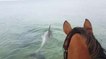 Quand un cheval va se baigner… avec des dauphins !
