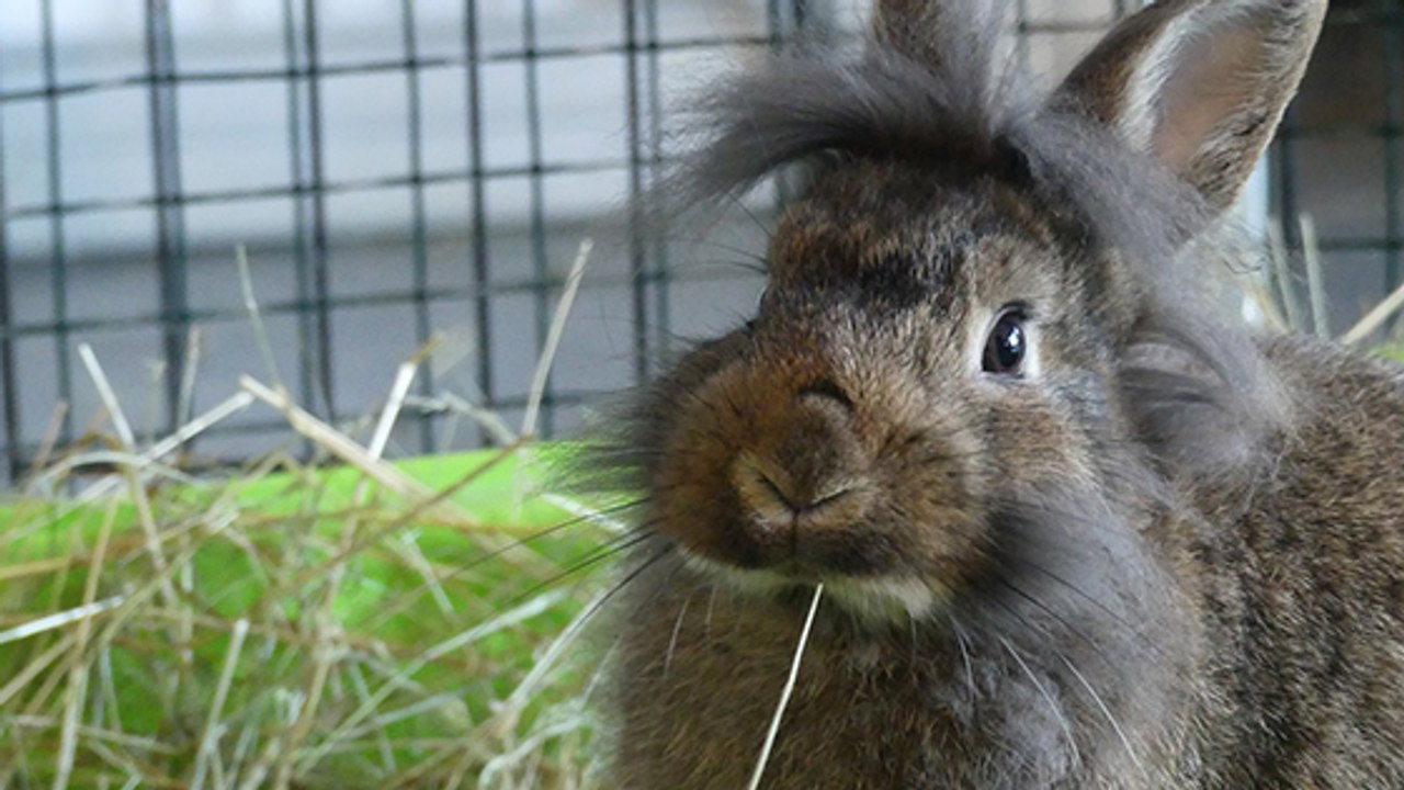 Touche pas à mon Popotte, une association qui sauve les lapins !
