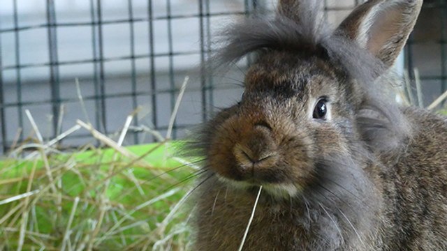 Touche pas à mon Popotte, une association qui sauve les lapins !