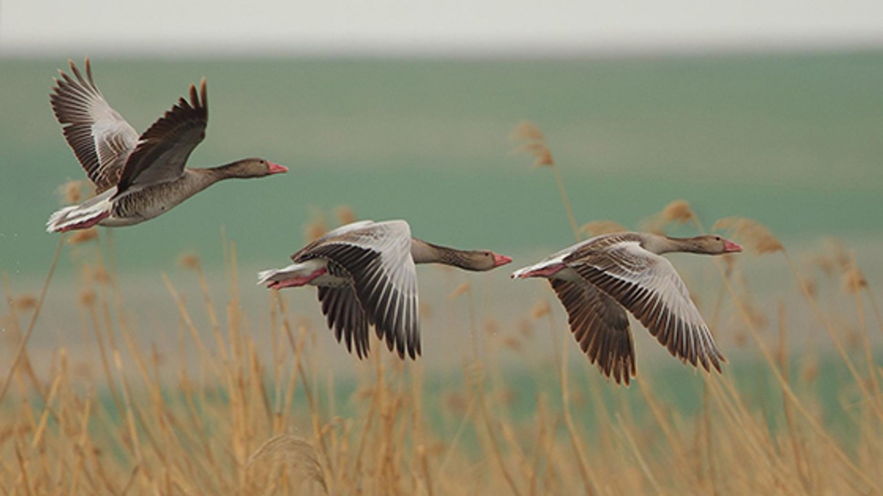 Le Conseil d'État suspend l'autorisation de la chasse aux oies sauvages !