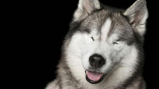 Ce photographe immortalise des animaux handicapés pour les faire adopter !