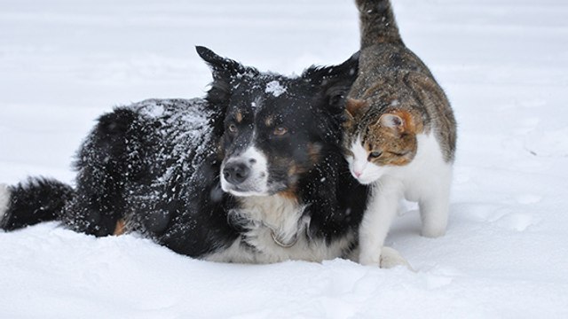 Puis-je laisser mon chien manger de la neige ?