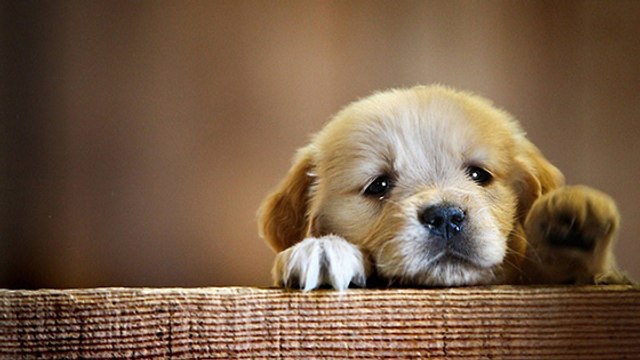 Bas-Rhin : enquête après l'empoisonnement de plusieurs chiens