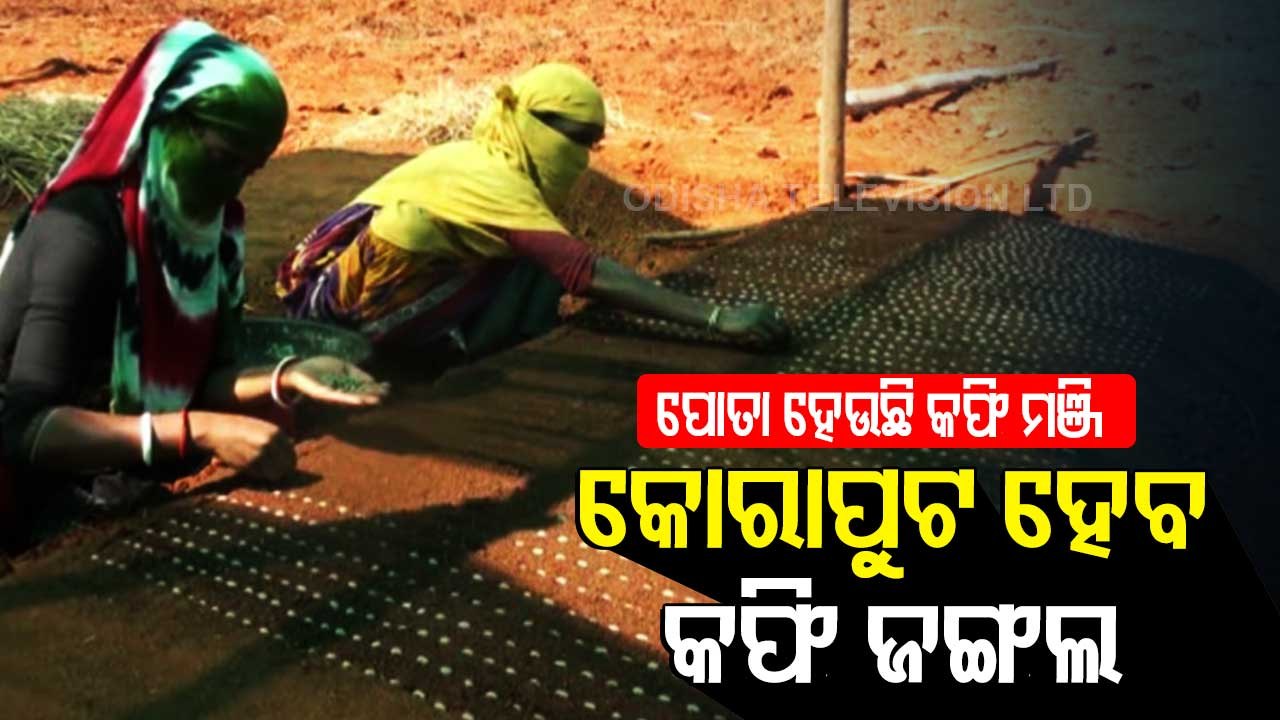 Koraput Coffee । Know How Odisha Trribals Brew Coffee