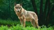 Polémique : pourquoi il faut se méfier de l'attaque imputée à un loup dans les Hautes-Alpes...