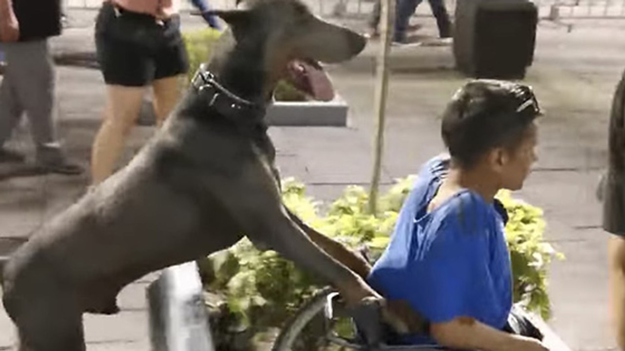 Ce chien pousse le fauteuil roulant de son maître en plein festival