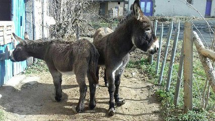 Deux ânes sauvés d'une vie de souffrance par une association