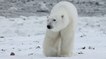 Un ours polaire a parcouru 400 km pour se nourrir