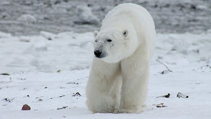 Un ours polaire a parcouru 400 km pour se nourrir