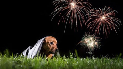 La Flandre interdit les feux d'artifices… pour protéger les animaux !