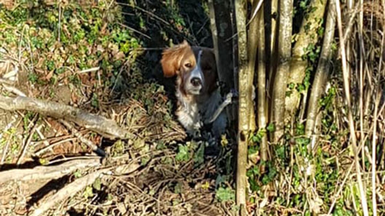 Il découvre un chien attaché à un arbre : son appel à témoins devient viral