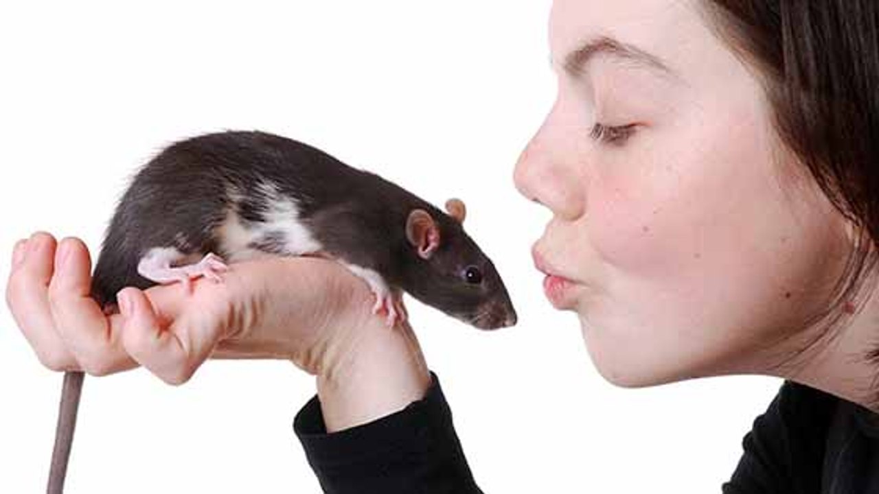 4 points pour bien s'occuper de ses rats domestiques