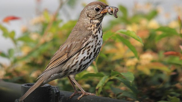 Les scientifiques découvrent une nouvelle cause inquiétante au déclin des oiseaux d'Europe