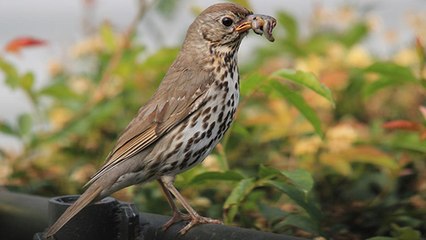 Les scientifiques découvrent une nouvelle cause inquiétante au déclin des oiseaux d'Europe