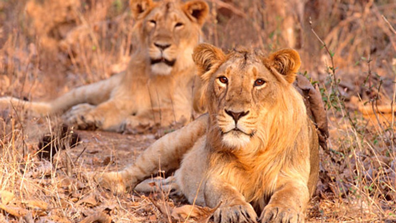 Ce zoo espère sauver les lions asiatiques grâce à l'insémination artificielle