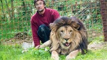 Un homme meurt blessé par les lions qu’il possédait illégalement : La police abat les deux animaux