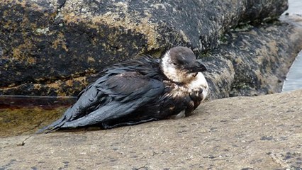 Marée noire : les centres de soins en alerte maximale