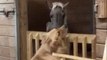 Découvrez l'incroyable vidéo d'un chien réconfortant un cheval !
