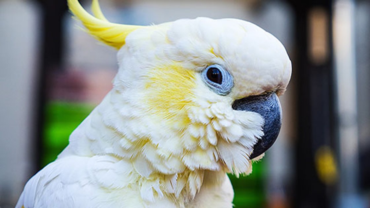 Un bandit se fait dénoncer… par un cacatoès trop bavard !
