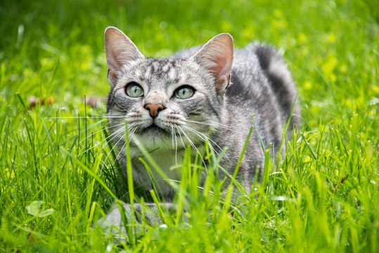 Chat : découvrez les prénoms les plus donnés par les Français