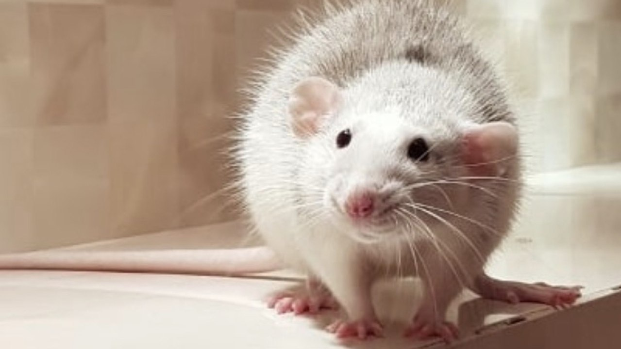 Rêver de rat, signification