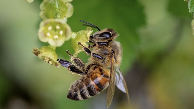Notre-Dame de Paris : Les abeilles de la cathédrale ont été sauvées du feu !