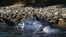 Un cachalot s'échoue en Italie avec 22 kg de plastique dans le ventre