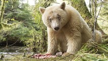 Canada : cet ours 
