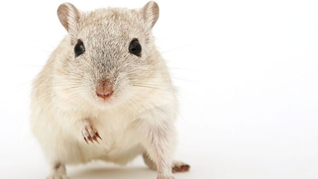 Une souris farceuse s’amuse à déplacer des objets dans l’atelier d’un retraité