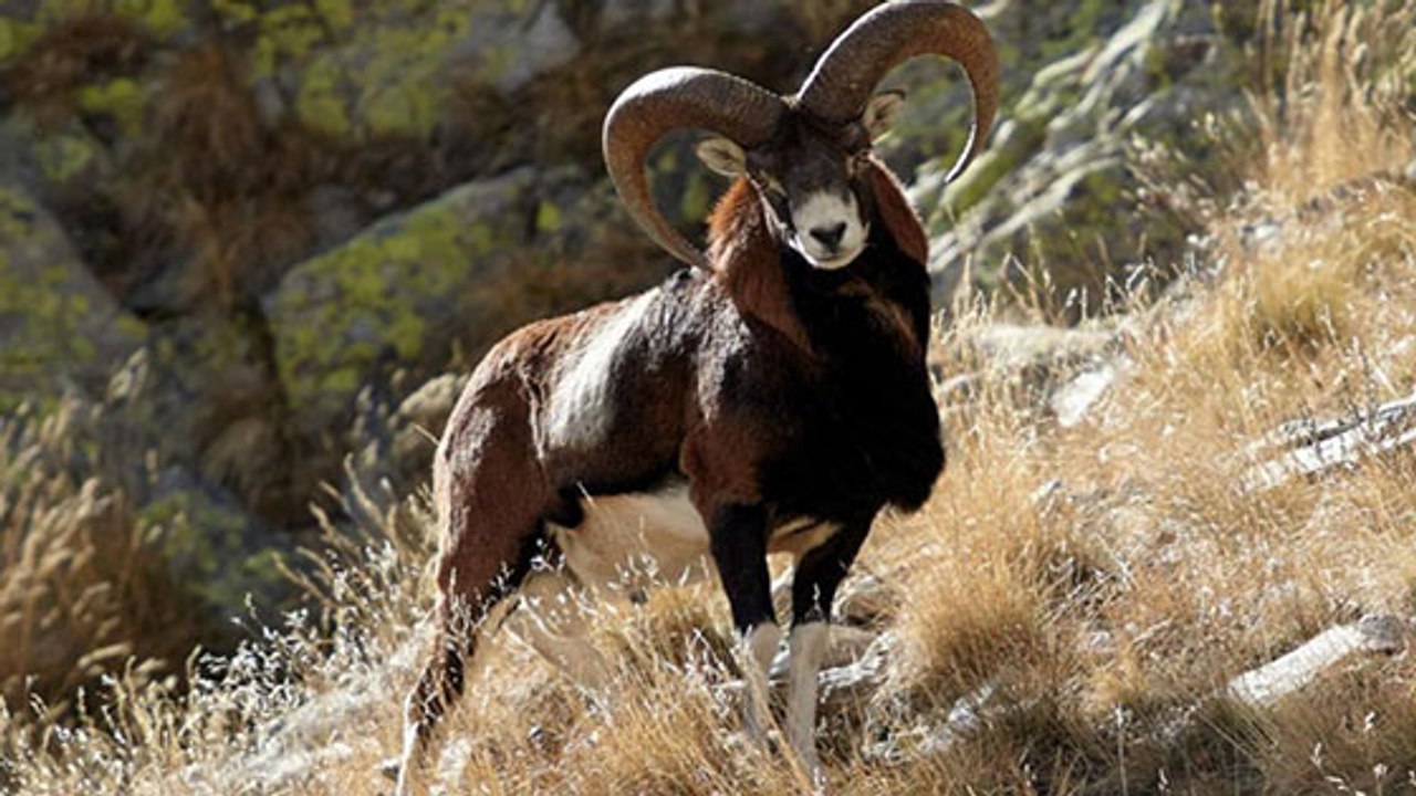 Ce magnifique animal vient tout juste d'être retiré de la liste des animaux chassables !
